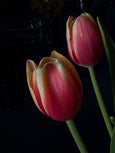 Tulipas