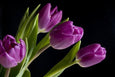 Raio-X de Tulipas