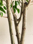 Ficus benjamina