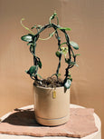 Ceropegia sandersonii