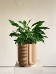Philodendron 'Cascata Verde'