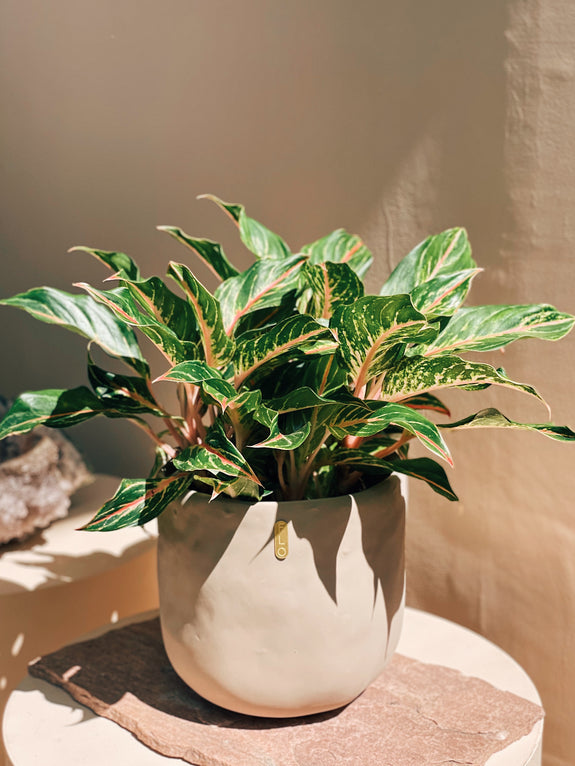 Aglaonema 'Sparkling Sarah'