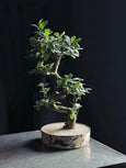 Ficus microcarpa