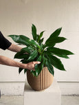 Philodendron 'Cascata Verde'