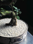 Ficus microcarpa