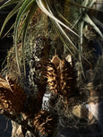 História Tropical