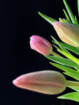 Tulipas