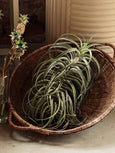 Tillandsia cacticola