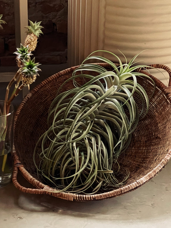 Tillandsia cacticola