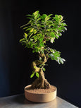 Ficus microcarpa