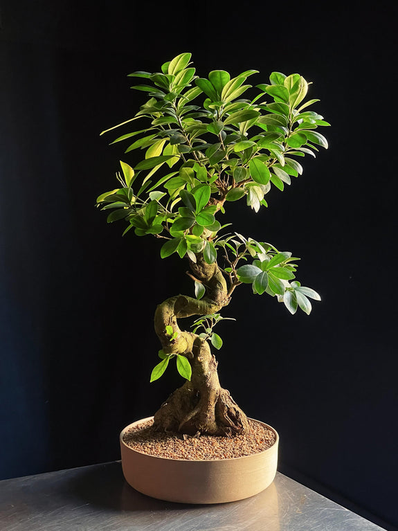 Ficus microcarpa