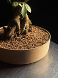 Ficus microcarpa