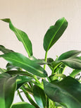 Philodendron 'Cascata Verde'