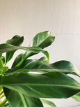 Philodendron 'Cascata Verde'