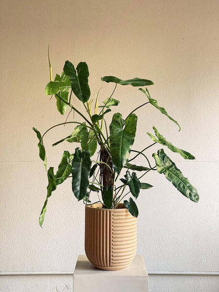Philodendron 'Paraiso Verde'
