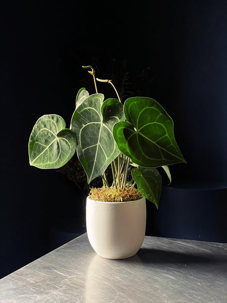 Anthurium clarinervium