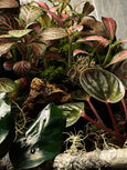 Terrário Sideral ✨
