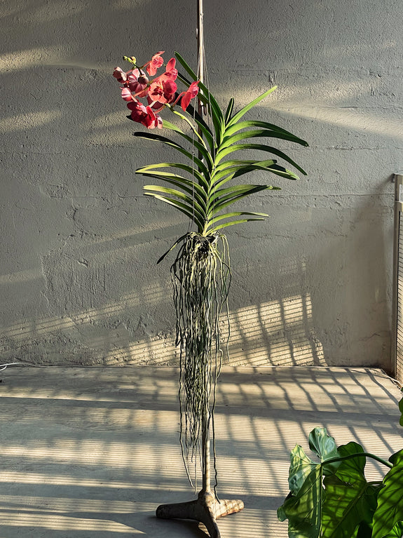 Vanda