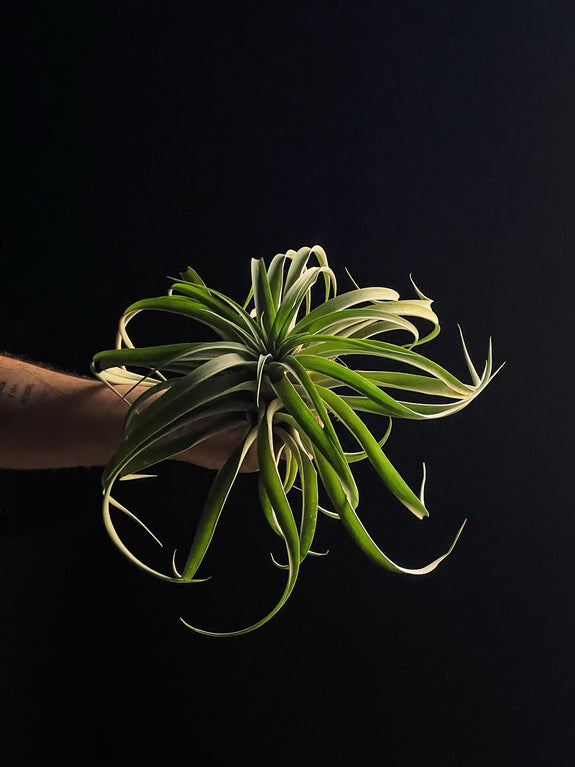 Tillandsia GIGA
