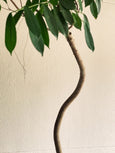 Ficus benjamina