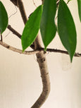 Ficus benjamina