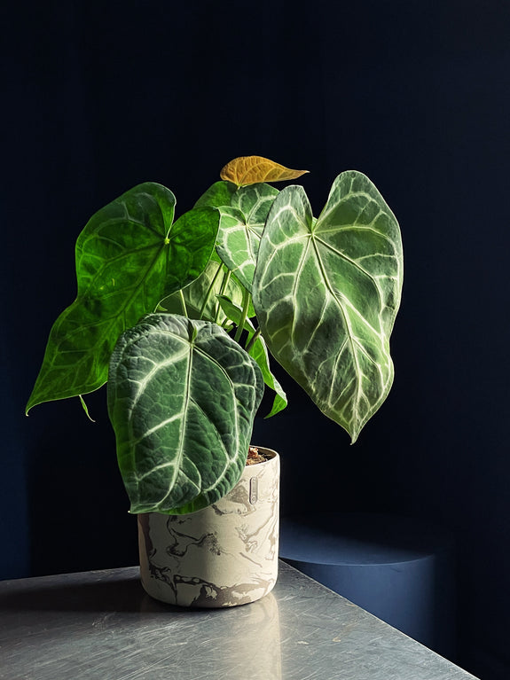 Anthurium crystallinum