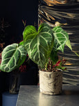 Anthurium crystallinum