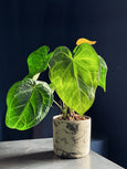 Anthurium crystallinum