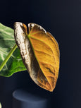 Anthurium crystallinum