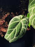 Anthurium crystallinum