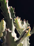 Euphorbia lactea 'White Ghost'