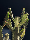 Euphorbia lactea 'White Ghost'