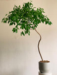 ficus benjamina tronco escultural leve