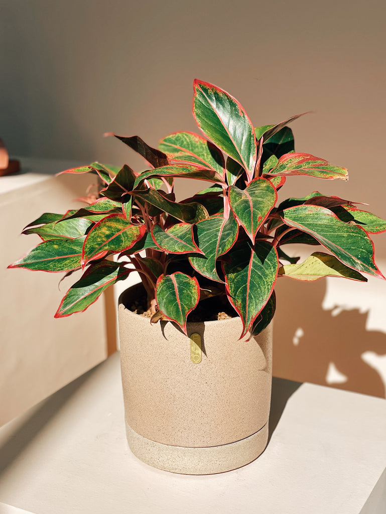 Aglaonema 'Creta'