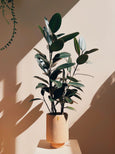 Ficus elastica 'Burgundy' dupla🌱
