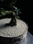 Ficus microcarpa