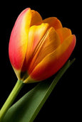 Tulipas