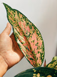 Aglaonema 'Wishes'