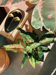 Aglaonema 'Wishes'
