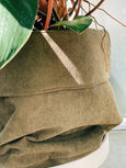 Philodendron panduriforme