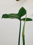 philodendron bipennifolium cara de cavalo folha nova