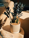 Zamioculca 'Black Queen'