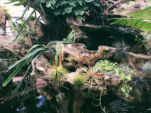 Rainforest Flora