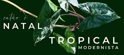 Natal tropical modernista FLO atelier botânico presentes vivos