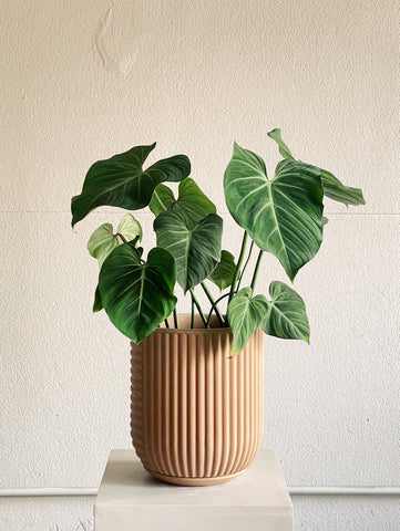 Philodendron gloriosum