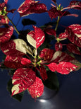 Poinsettia variegata