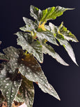 Begonia maculata