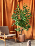 Ficus benjamina