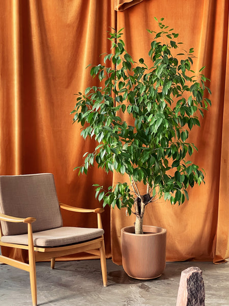 Ficus benjamina