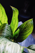 Aglaonema 'Silver Queen'